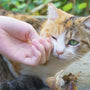 a cat is being petted by a person