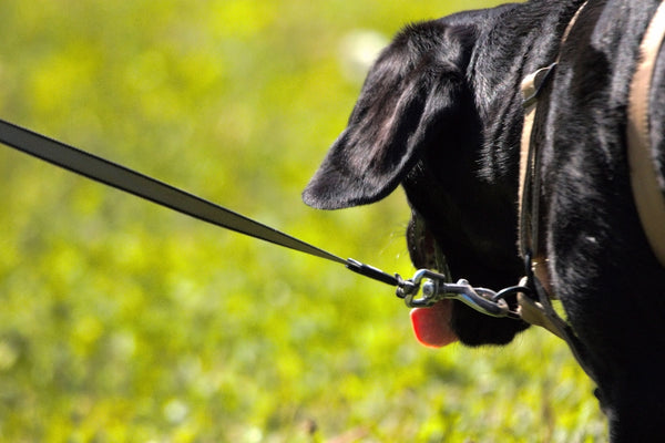 a close up of a dog on a leash