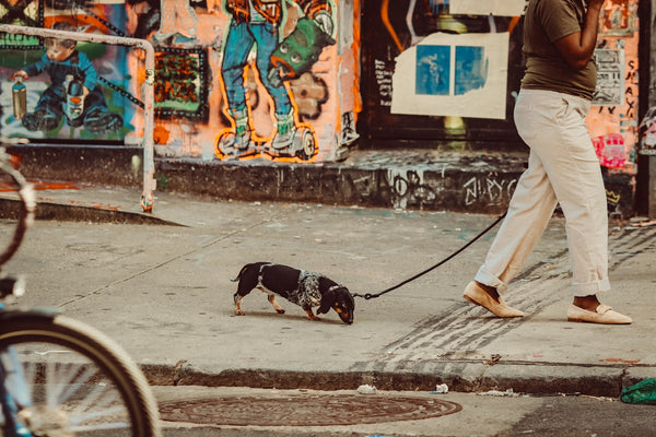a man walking a small dog on a leash