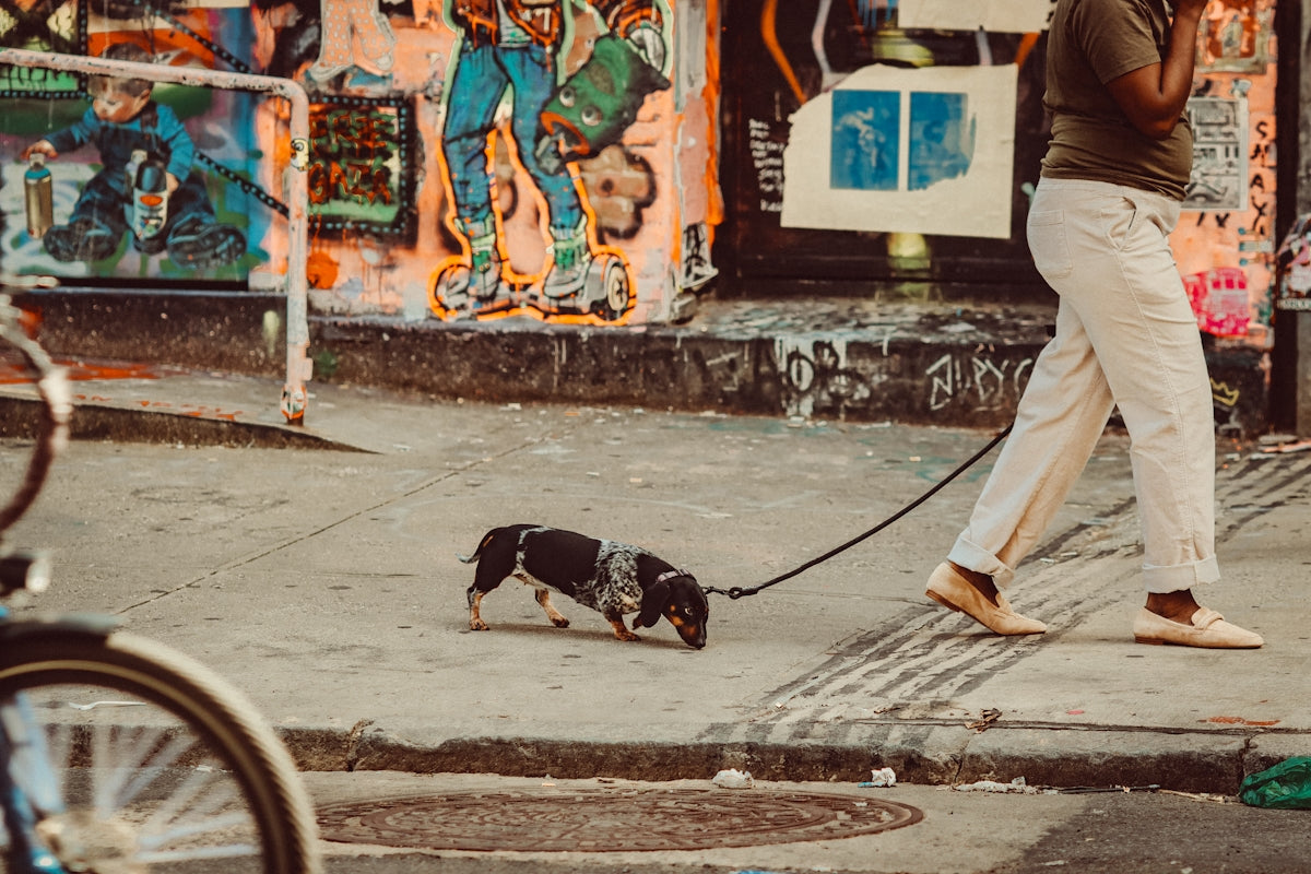 a man walking a small dog on a leash