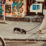 a man walking a small dog on a leash