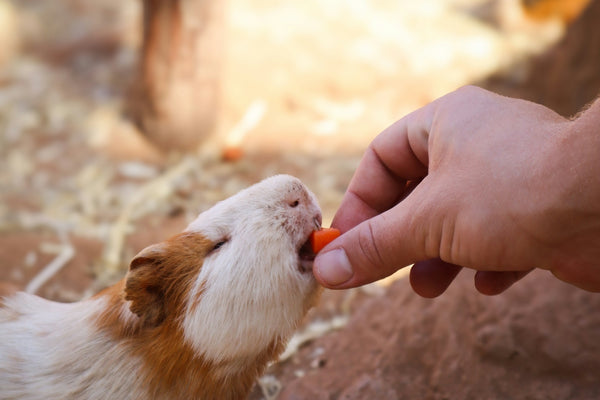 a person feeding a small brown and white animal