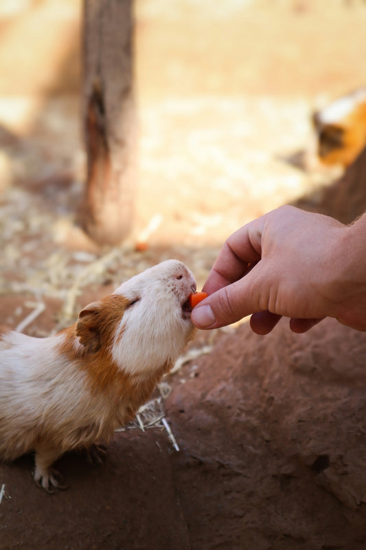 a person feeding a small brown and white animal