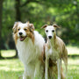A couple of dogs standing on top of a lush green field