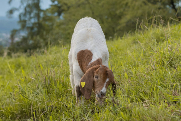 A brown and white cow standing on top of a lush green field