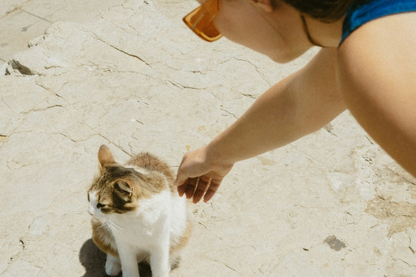 A woman petting a cat on the ground
