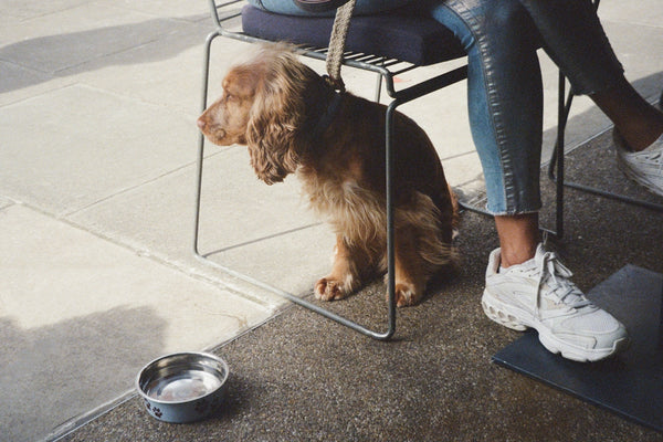 A woman sitting in a chair with a dog