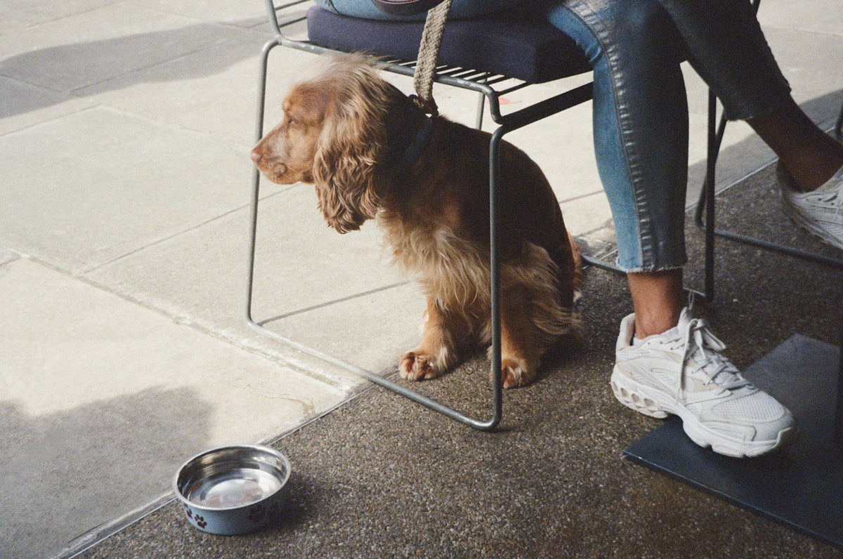 A woman sitting in a chair with a dog