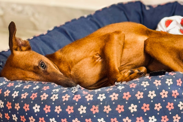 A brown dog laying on top of a dog bed