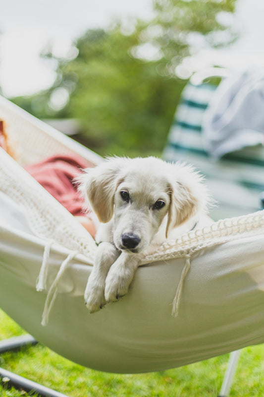A dog laying in a hammock in a yard