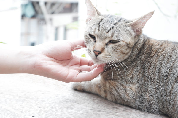 A cat is being petted by a person's hand