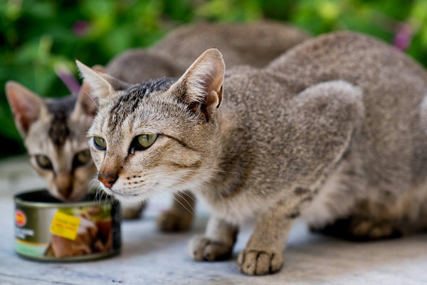 A couple of cats eating food out of a bowl
