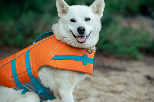 A white dog wearing an orange life jacket