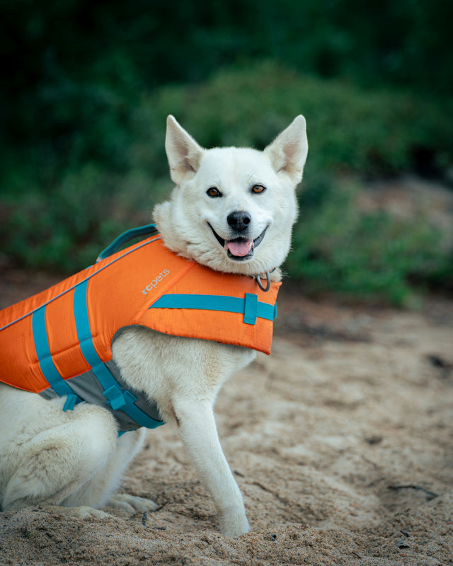 A white dog wearing an orange life jacket