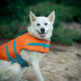 A white dog wearing an orange life jacket