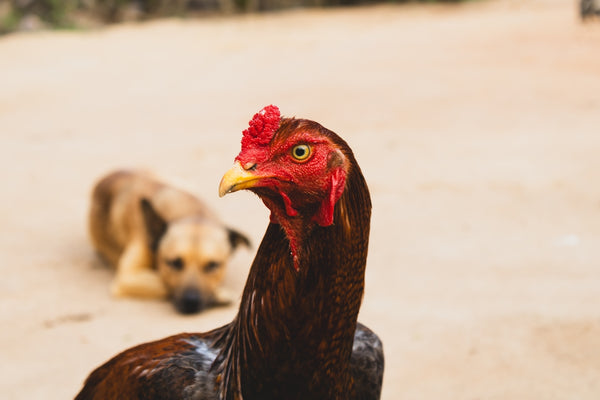 A rooster and a dog laying on the ground