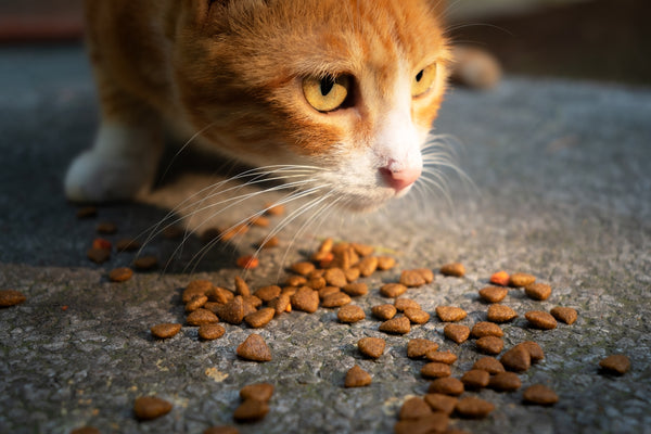 An orange and white cat eating food off of a table