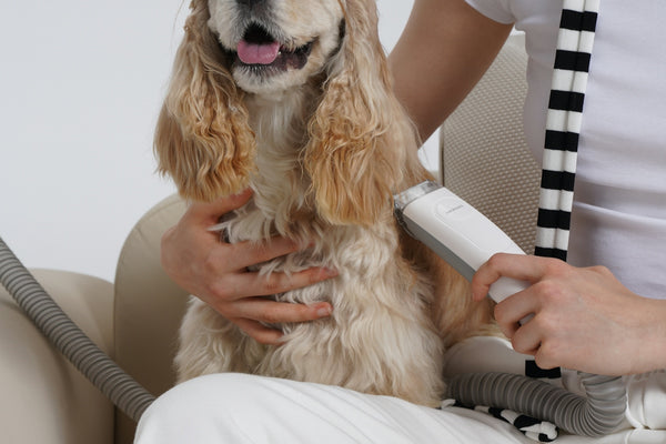 A woman is brushing her dog's hair with a hair dryer
