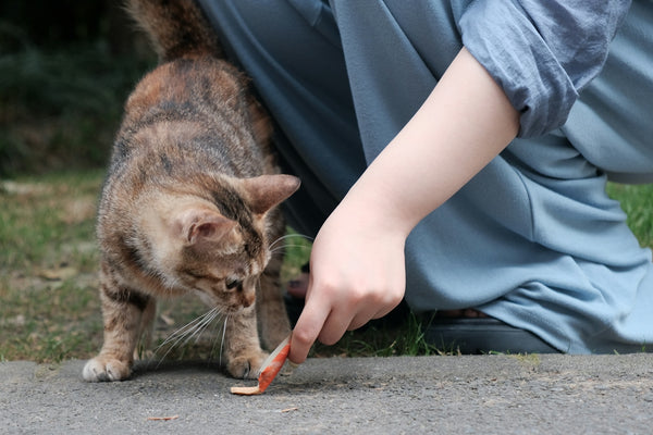 A person kneeling down feeding a cat a carrot