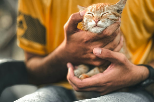 A man holding a cat in his hands
