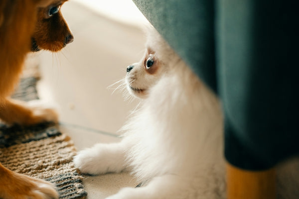 A dog and a cat playing together on the floor