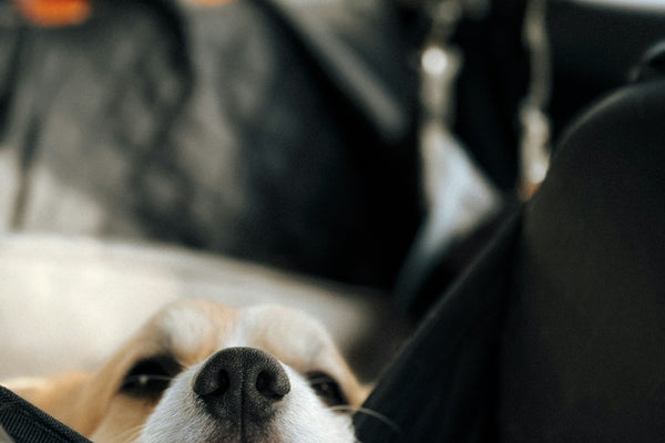 A dog laying in the back seat of a car