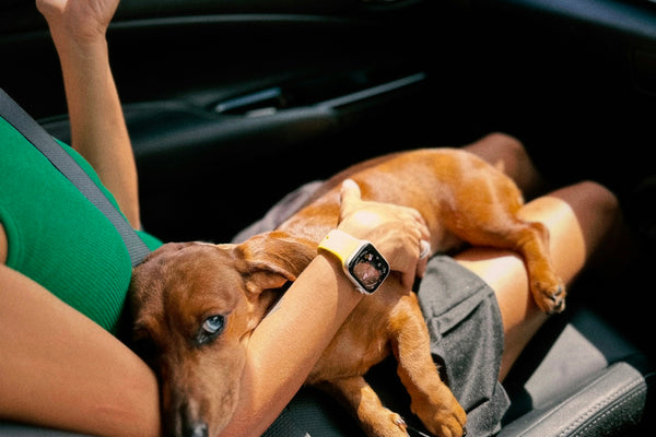 A woman sitting in a car with a dog on her lap
