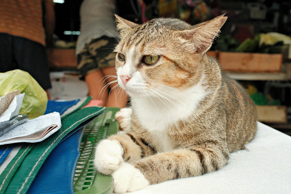 A cat sitting on top of a table next to a bag
