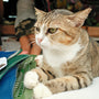 A cat sitting on top of a table next to a bag