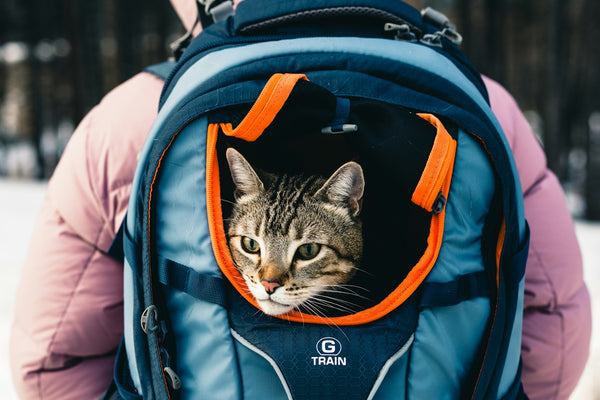 A person with a cat in a backpack