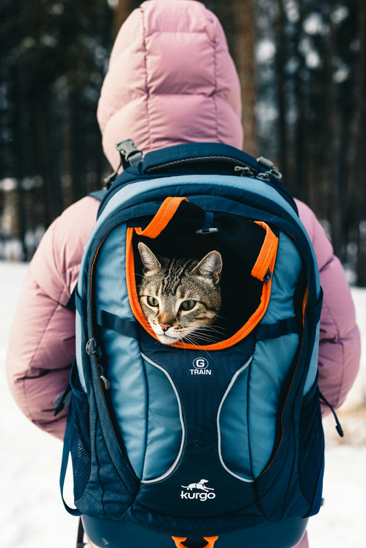A person with a cat in a backpack