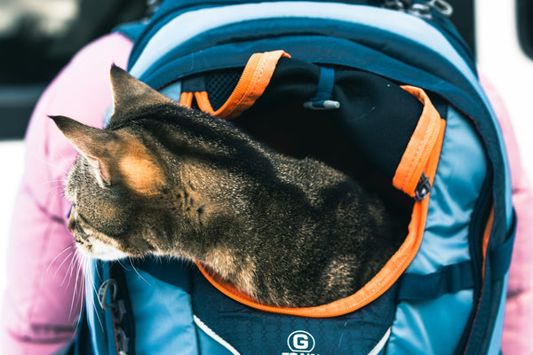 A cat that is sitting in a backpack