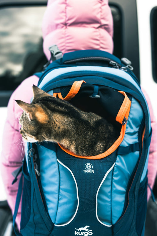 A cat that is sitting in a backpack