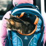 A cat that is sitting in a backpack