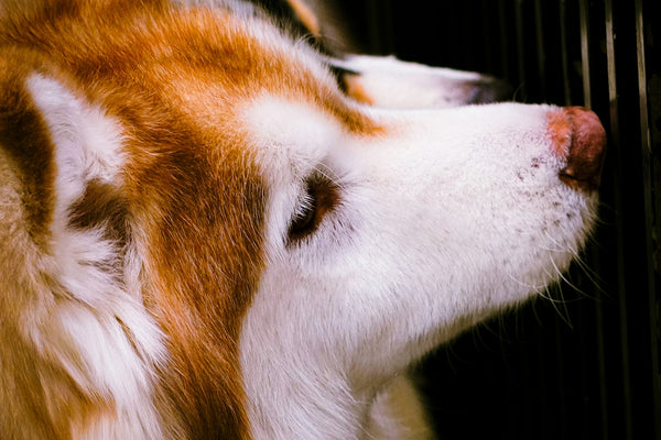 A couple of dogs laying next to each other