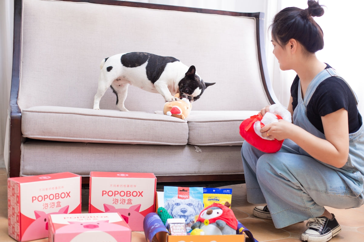 Dog gets a toy from a box with its owner.