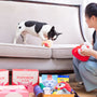 Dog gets a toy from a box with its owner.