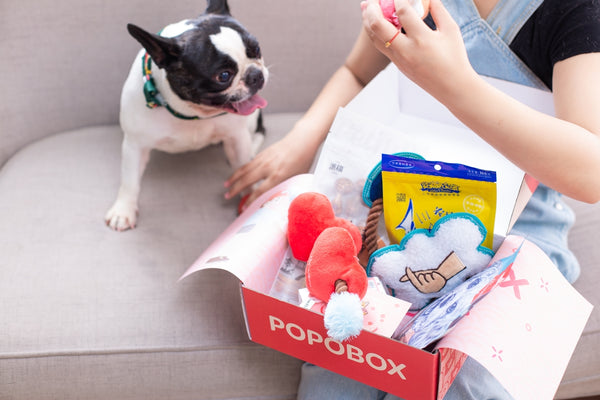 Dog excitedly watches owner open a gift box.