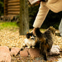 A person pets two cats outdoors.