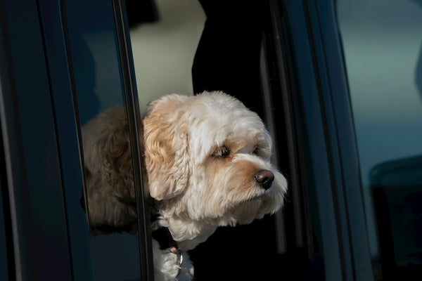 Dog is looking out the car window.