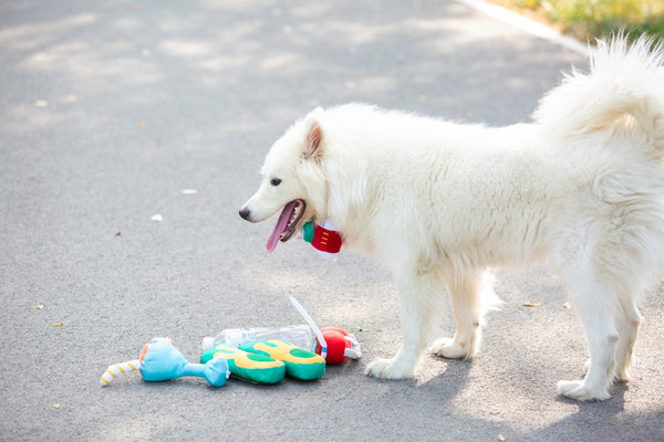 A white dog stands next to a toy.