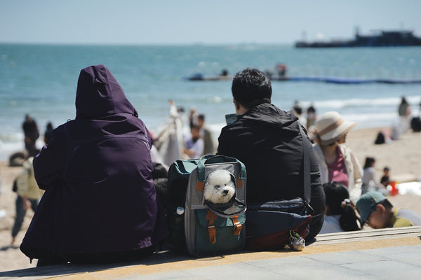 People relax at the beach with their dog.