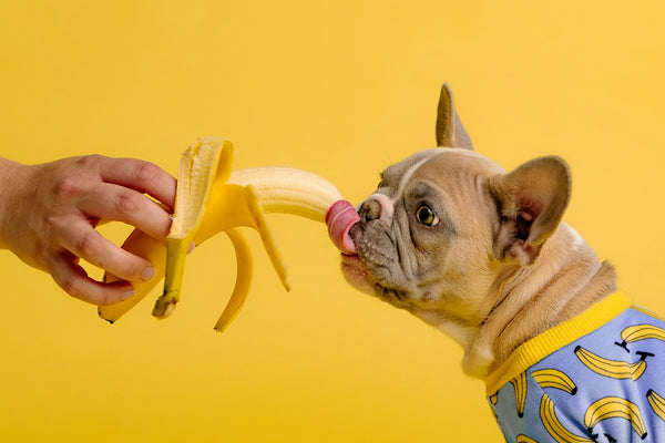Dog enjoys a banana offered by a hand.
