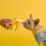 Dog enjoys a banana offered by a hand.