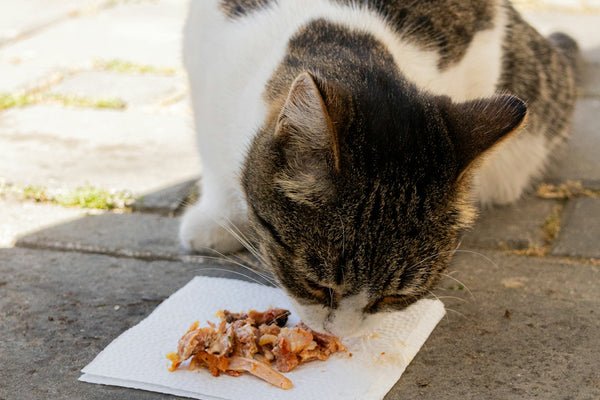 A cat enjoys a small meal on a paper towel.