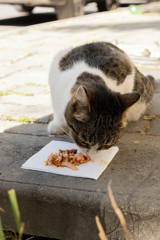 A cat enjoys a small meal on a paper towel.