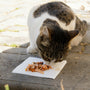 A cat enjoys a small meal on a paper towel.
