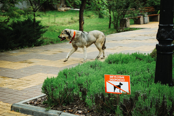 A dog walks near a no dogs sign.