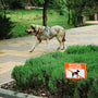 A dog walks near a no dogs sign.