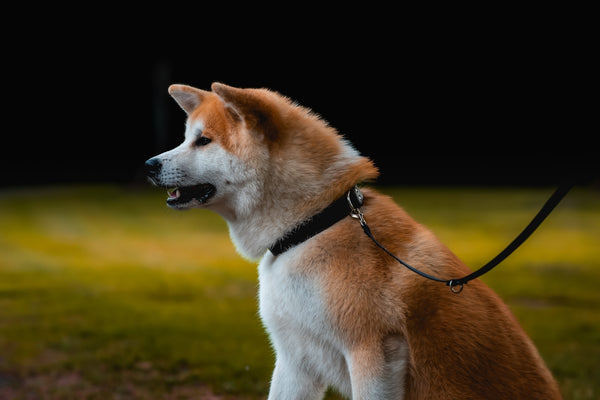 A beautiful akita dog sits and looks alert.